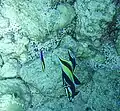 Z. cornutus es desparasitado por lábridos Labroides phthirophagus