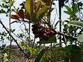 Frutos