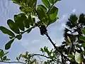 Frutos