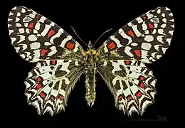 ♂