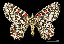 ♂  △