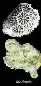 Coralum de Madracis pharensis