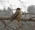 Adulto posado en una rama