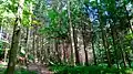 Bosque de Sihlwald, área protegida nacional
