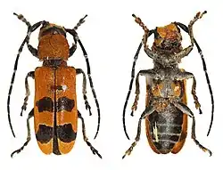 Rhytiphora diva