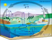 Diagrama del ciclo del carbono
