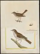 Ilustración  de Luscinia vera, de entre 1700 et 1880, incluida en Iconografía Zoológica (Universidad de Ámsterdam)
