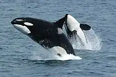 Orca (mamífero)
