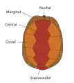 Los escudos del caparazón de una tortuga están conformados por hexágonos.