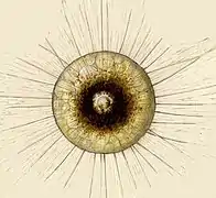 Dibujo de Aulacanthas