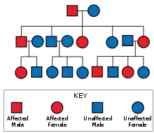 Diagram showing an father carrying the gene and an unaffected mother leading to some of their offspring being affected, those affected are also shown with some affected offspring, whilst those unaffected having no affected offspring