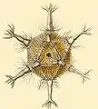 Circogonia icosahedra, una especie de feodario con simetría icosaédrica