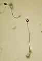 Dictyostelium, 5-cuerpos fructíferos
