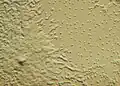 Dictyostelium, 1-mixamebas