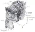 Corte sagital de la pelvis masculina.