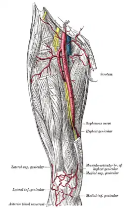 Arteria femoral.