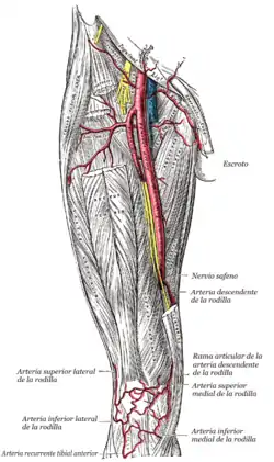 Arteria femoral y su relación con los músculos del cuádriceps.
