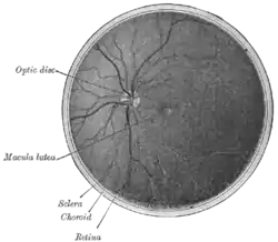 Interior de la mitad posterior del bulbo del ojo izquierdo. Las venas aparecen más oscuras que las arterias.