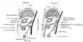 Diagramas para ilustrar el desarrollo del epiplón mayor y el mesocolon transverso.