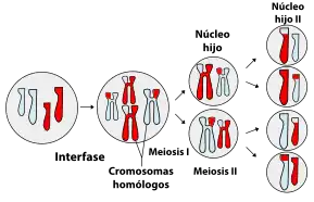 Sorting of homologous chromosomes during meiosis