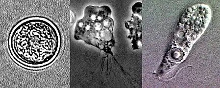 Quiste, flagelado y ameba de Naegleria fowleri (Schizopyrenida)