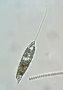 Peranema (Euglenoidea)