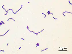 S. mutans
