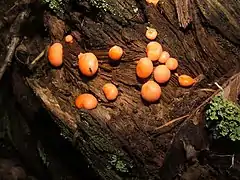 Cuerpo fructífero de Lycogala (Mycetozoa)