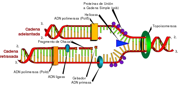 Esquema representativo de la replicación del ADN.