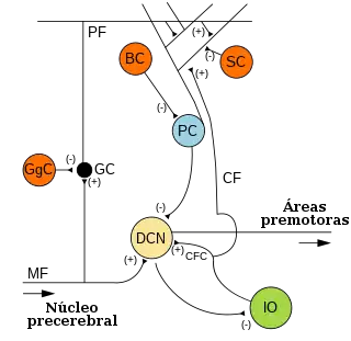 Microcircuitos del cerebelo. Las sinapsis excitatorias se indican con (+) y las sinapsis inhibitorias con (-). Célula en cesta etiquetada BC.
