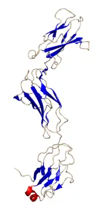 Estructura cristalina de gp130 según su publicación en el Banco de Datos de Proteínas (PDB: 1p9m)