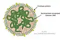 Cápside de la familia Globuloviridae que infecta arqueas.