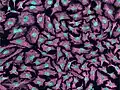 Fluorescencia multifotónica de células HeLa con los microtúbulos del citoesqueleto (magenta) y el ADN (cian).