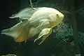 Un pavón copaneca leucístico (Astronotus ocellatus