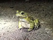 Los anfibios son sensibles a los efectos de contaminantes en el ambiente. En la foto (Rhinella arenarum) sapo común en un humedal en la provincia de Bs.As. Argentina.