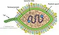 Cápside de la familia Halspiviridae que infecta arqueas.
