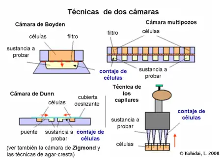 TEnsayos de quimiotaxis- Técnicas de dos cámaras