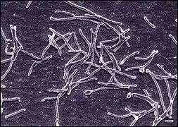 Thermus aquaticus (Deinococcus-Thermus)
