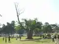 [1] Ficus bíblico
