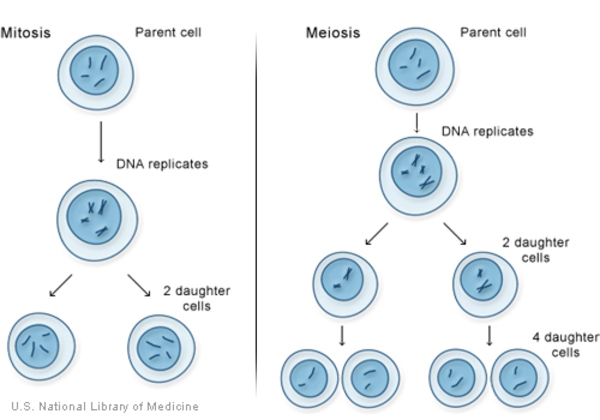 Los procesos de división celular de la mitosis y la meiosis.