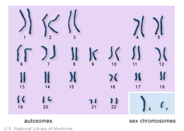 Un cariotipo masculino normal con 22 autosomas, un cromosoma X y un cromosoma Y.